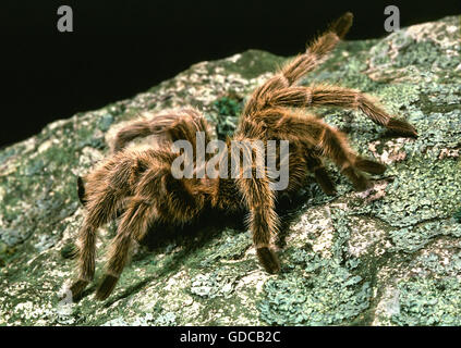 Cileno dai capelli rosa Tarantola, grammostola gala Foto Stock