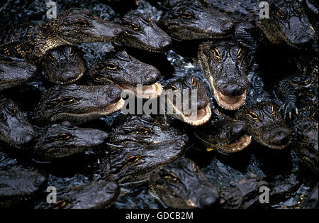 AMERICAN ALLIGATOR alligator mississipiensis, GRUPPO DI GIOVANI, FLORIDA Foto Stock