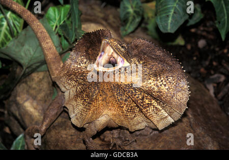 Balza di lucertola a collo alto, chlamydosaurus kingii, adulti con balza e sollevata a bocca aperta, posizione difensiva, Australia Foto Stock