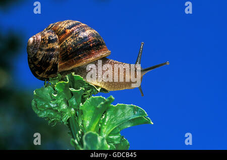 Giardino marrone lumaca, Helix Aspersa, adulto su foglia contro il cielo blu Foto Stock