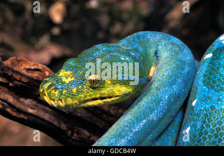 Green Tree Python, Morelia viridis, testa di adulto con occhio dorato Foto Stock