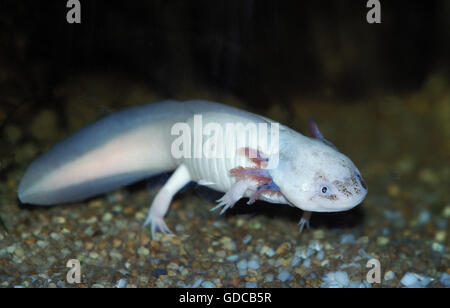 Axolotl, ambystoma mexicanum Foto Stock