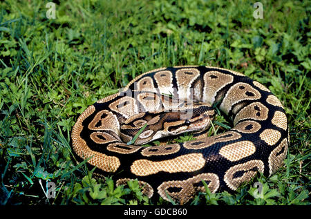 ROYAL PYTHON python regius Foto Stock