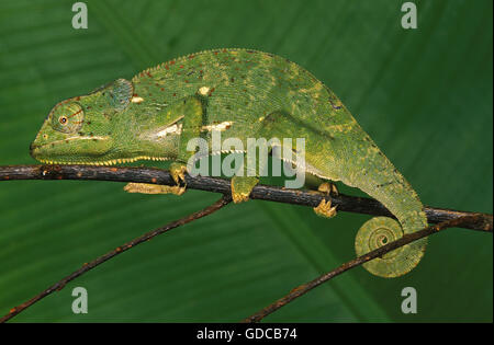 Lembo a collo camaleonte chamaeleo dilepis, adulti sul ramo, MADAGASCAR Foto Stock