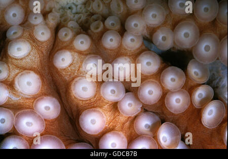 OCTOPUS octopus cyanea, tentacoli che mostra ventose Foto Stock