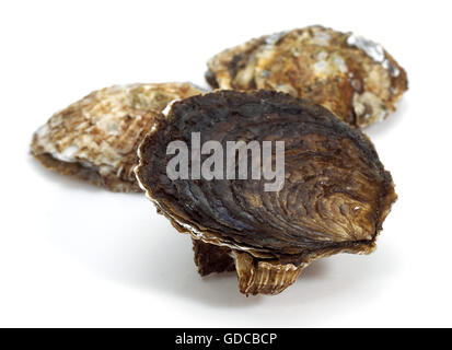 Di ostriche francesi piastra chiamato de Belon, Ostrea edulis, Seafoods contro uno sfondo bianco Foto Stock