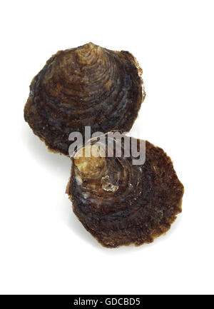 Di ostriche francesi piastra chiamato de Belon, Ostrea edulis, Seafoods contro uno sfondo bianco Foto Stock