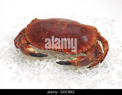 Granchio di mare Cancer pagurus SU GHIACCIO Foto Stock