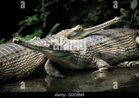 Gavial o Gharial, gavialis gangeticus, Adulti Foto Stock