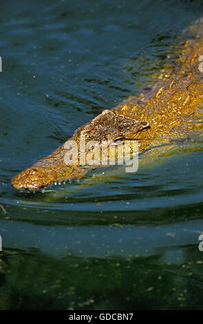 Coccodrillo del Nilo, Crocodylus niloticus, adulti nel fiume di Mara, Masai Mara Park in Kenya Foto Stock