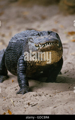 AMERICAN ALLIGATOR alligator mississipiensis, adulti Foto Stock