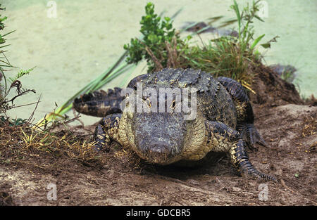 AMERICAN ALLIGATOR alligator mississipiensis, adulti emergenti dall'acqua Foto Stock