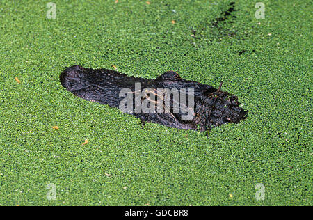 AMERICAN ALLIGATOR alligator mississipiensis, testa emergente dalla DUCKWEEDS, FLORIDA Foto Stock