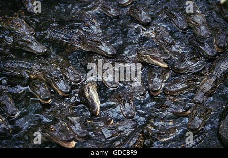 AMERICAN ALLIGATOR alligator mississipiensis, YOUNGS Foto Stock