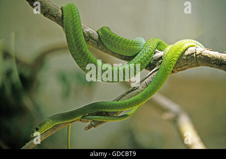 Green Mamba, dendroaspis angusticeps, adulti sul ramo, Tanzania Foto Stock