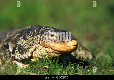 L'elemento di monitoraggio presenza acqua Lizard, Varanus salvator, adulti sull'erba Foto Stock