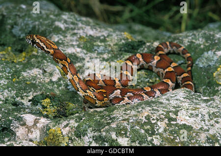 Serpente di mais o di ratto, Serpente elaphe guttata, Adulti su roccia Foto Stock