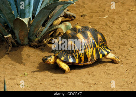 Madagascar Turtoise irradiata, geochelone radiata Foto Stock