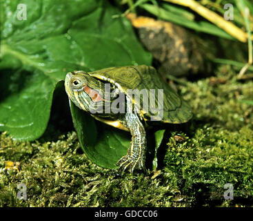 Red-Eared Terrapin,btrachemys scripta elegans Foto Stock
