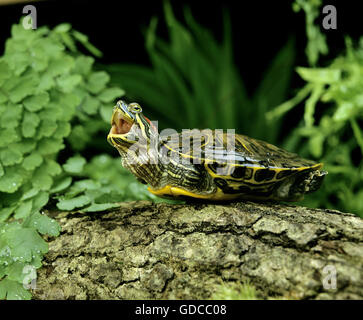 Red-Eared Terrapin,btrachemys scripta elegans Foto Stock