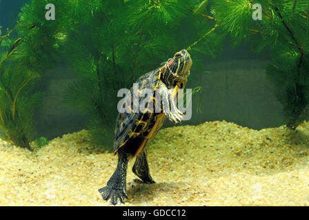 Red-Eared Terrapin, Trachemys scripta elegans, in acquario Foto Stock