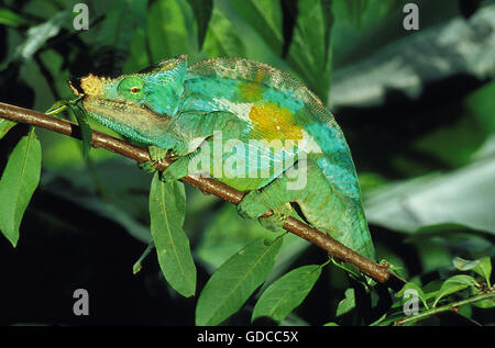 PARSON'S camaleonte chamaeleo parsonii, mimetica adulto Foto Stock