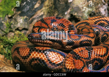 RainBow Boa, epicrates cenchria Foto Stock