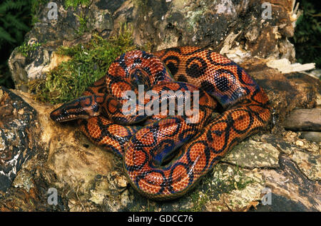 RainBow Boa, epicrates cenchria Foto Stock