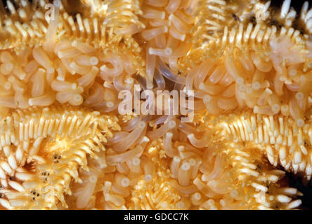 Starfish comune, asterias Rubens, in prossimità della bocca Foto Stock