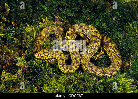 Re cinese RATSNAKE elaphe carinata, adulti Foto Stock