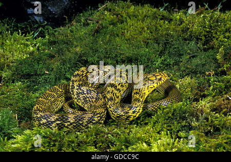 Re cinese RATSNAKE elaphe carinata, adulti Foto Stock