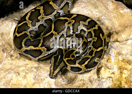 Indiano, Python Python molurus Foto Stock