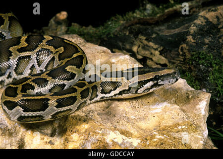 Indiano, Python Python molurus Foto Stock