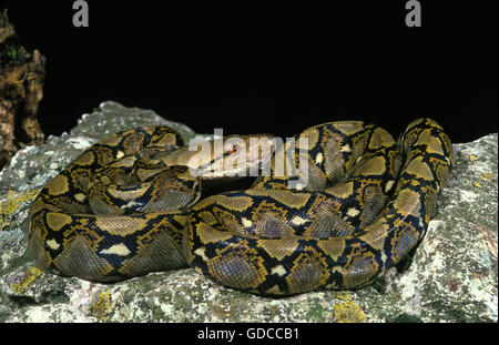 Pitone reticolato, python reticulatus, Adulti su roccia Foto Stock