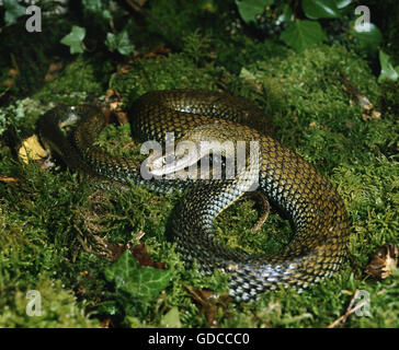 Montpellier Snake, malpolon monspessulanus Foto Stock