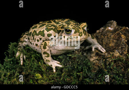 Il rospo verde, Bufo viridis Foto Stock