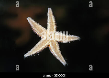 Starfish comune, asterias rubens Foto Stock