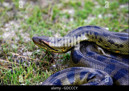 Anaconda verde, Eunectes murinus, Los Lianos in Venezuela Foto Stock