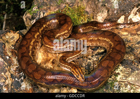 Rainbow Boa, epicrates cenchria Foto Stock