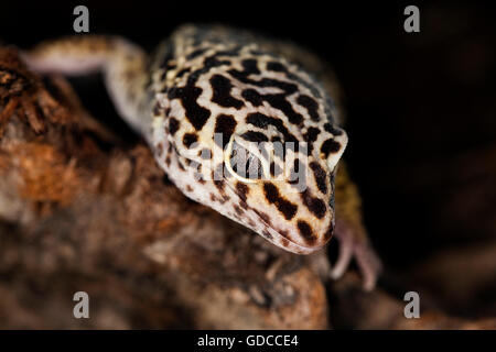 LEOPARD GECKO eublepharis macularius Foto Stock