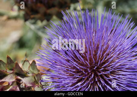 Viola fiore di carciofo, il cardo (Cynara cardunculus), California Foto Stock