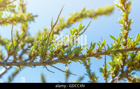 Foglie giovani di bacche di olivello spinoso Foto Stock