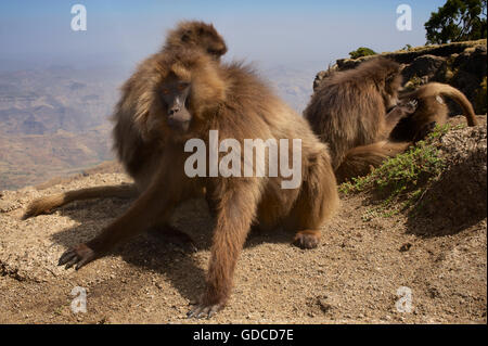 Gelada, talvolta chiamato un babbuino gelada. Theropithecus gelada Semien, montagne, Etiopia. Montagne Semien Foto Stock