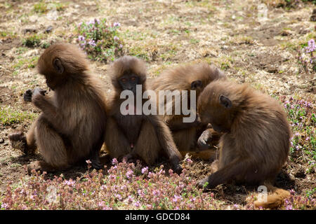 Gelada, talvolta chiamato un babbuino gelada. Theropithecus gelada Semien, montagne, Etiopia. Montagne Semien Foto Stock