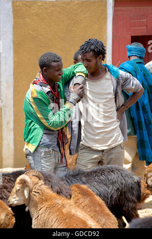 Amici etiope. Scena di mercato, vicino a sbarcare, Etiopia. Capre in vendita. Foto Stock