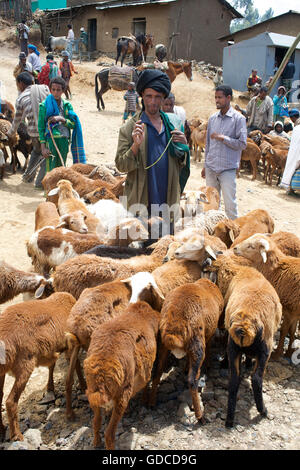 Caprini per la vendita al mercato, sbarcare, Amhara Region, Etiopia Foto Stock