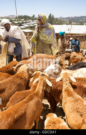 Caprini per la vendita al mercato, sbarcare, Amhara Region, Etiopia Foto Stock