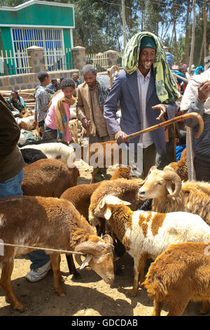 Caprini per la vendita al mercato, sbarcare, Amhara Region, Etiopia Foto Stock