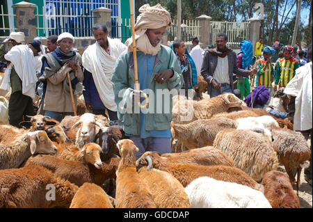 Caprini per la vendita al mercato, sbarcare, Amhara Region, Etiopia Foto Stock