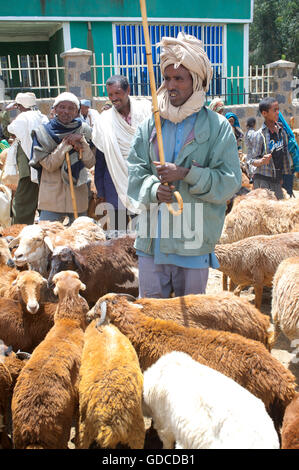 Caprini per la vendita al mercato, sbarcare, Amhara Region, Etiopia Foto Stock